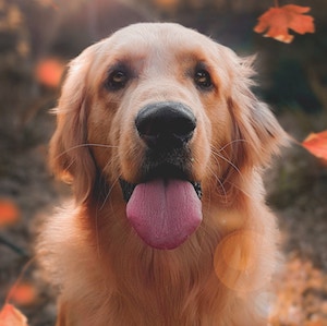 woof